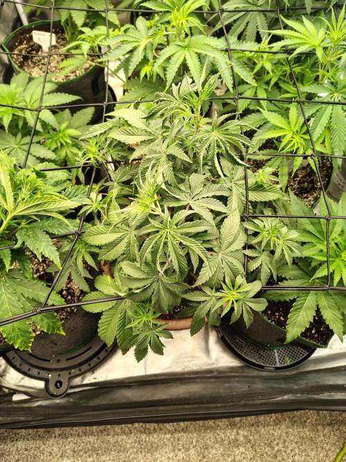 Grizzly Glue. Week 6