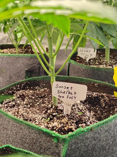 Sunset Sherbet Go Fast. Week 4