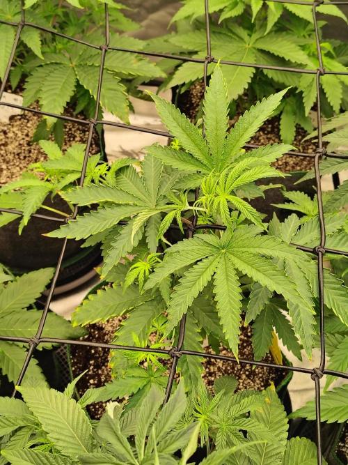 Mango Sherb S1. Week 4