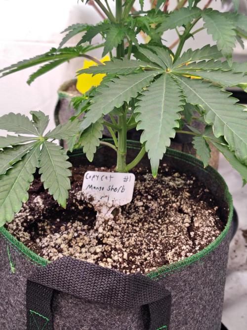 Mango Sherb S1. Week 4