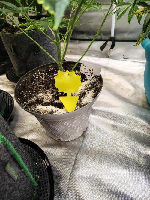 Sunset Sherbet. Week 4