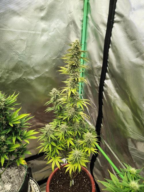 Face Fat (Run #2). Week 10