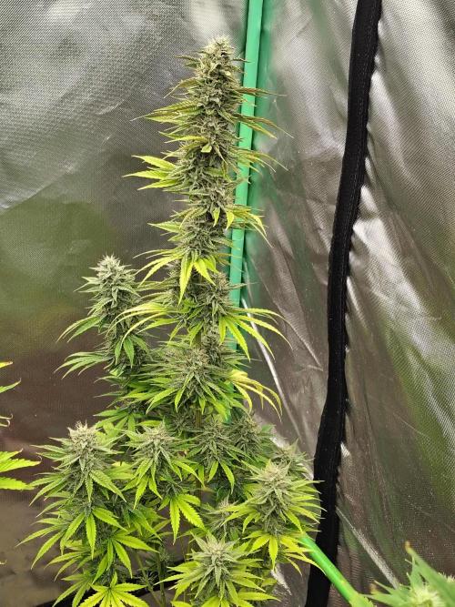 Face Fat (Run #2). Week 10