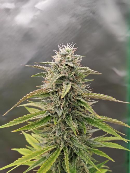 Face Fat (Run #2). Week 10