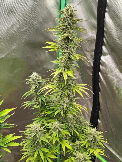 Face Fat (Run #2). Week 10