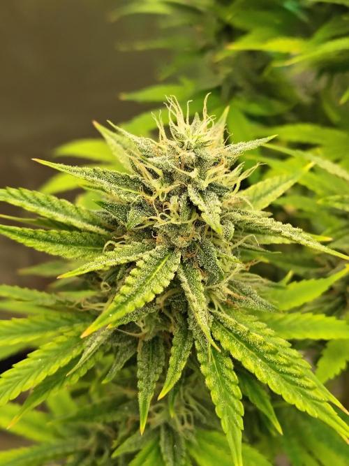 Face Fat (Run #2). Week 10