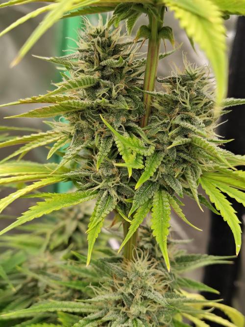 Face Fat (Run #2). Week 10