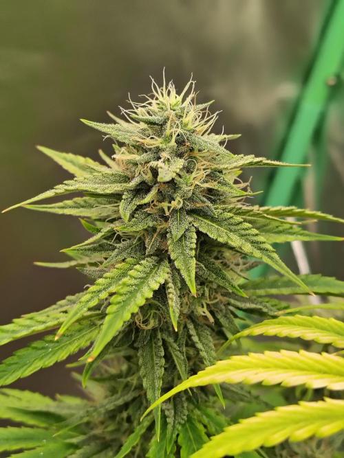 Face Fat (Run #2). Week 10