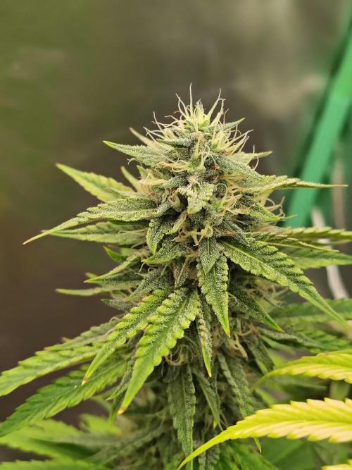 Face Fat (Run #2). Week 10