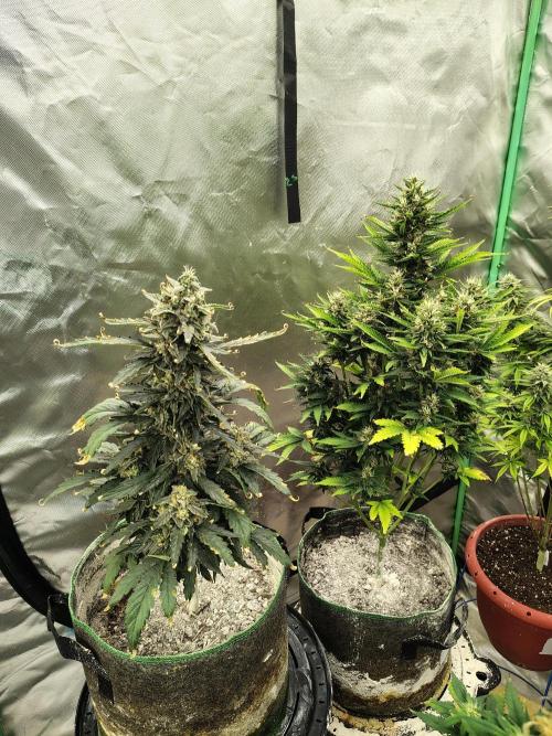 Blueberry Cookies. Week 10