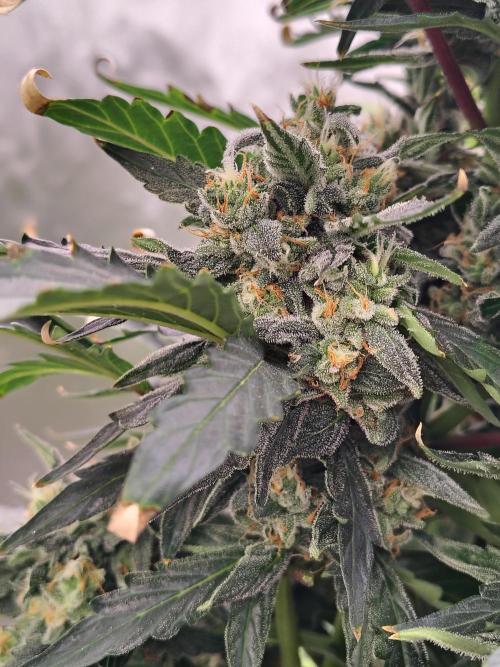 Blueberry Cookies. Week 10