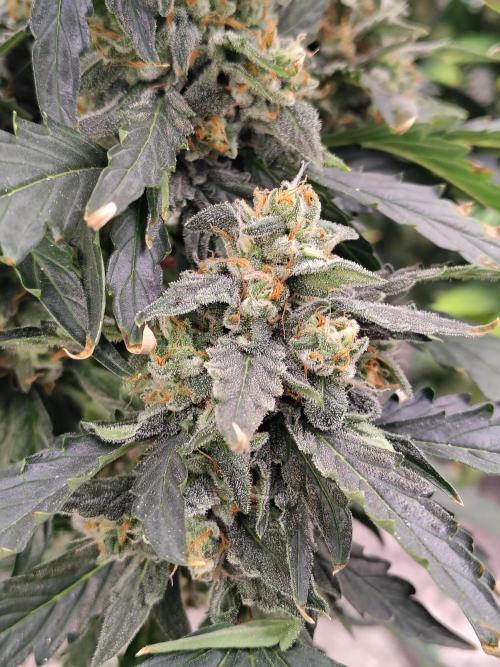 Blueberry Cookies. Week 10