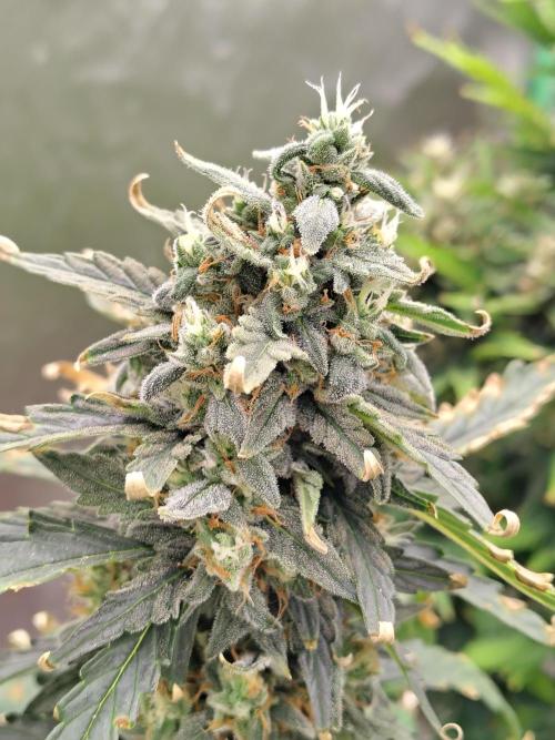 Blueberry Cookies. Week 10