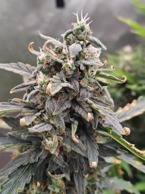 Blueberry Cookies. Week 10