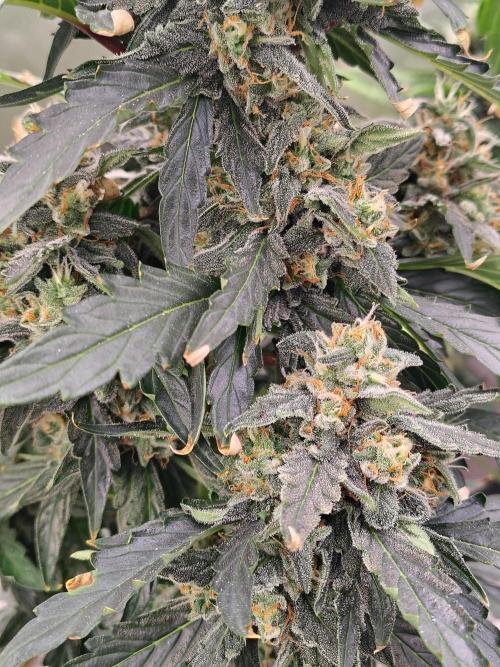 Blueberry Cookies. Week 10