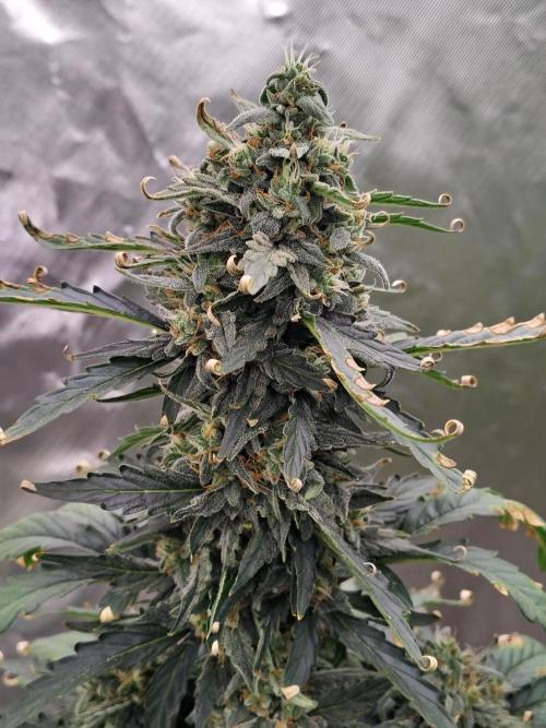 Blueberry Cookies. Week 10