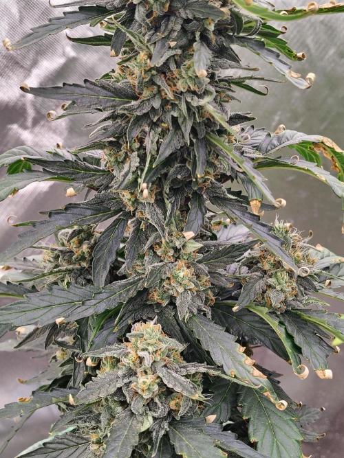 Blueberry Cookies. Week 10