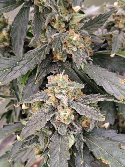 Blueberry Cookies. Week 10