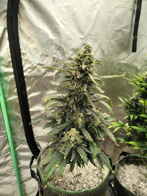 Blueberry Cookies. Week 10