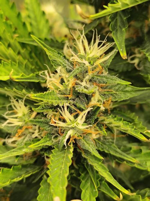 Blueberry Cookies. Week 10