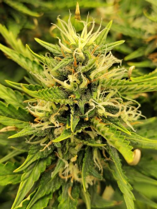 Blueberry Cookies. Week 10