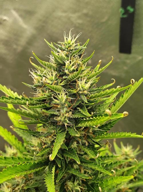 Blueberry Cookies. Week 10