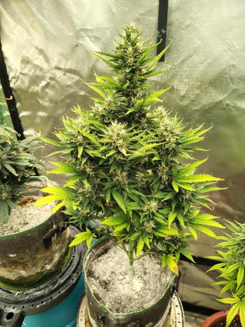 Blueberry Cookies. Week 10