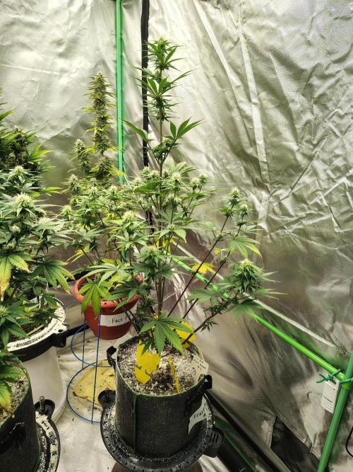 FrostBanger Auto. Week 6