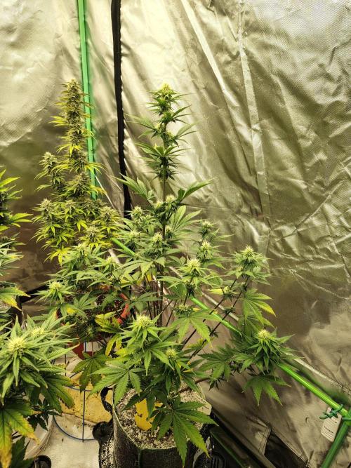 FrostBanger Auto. Week 6