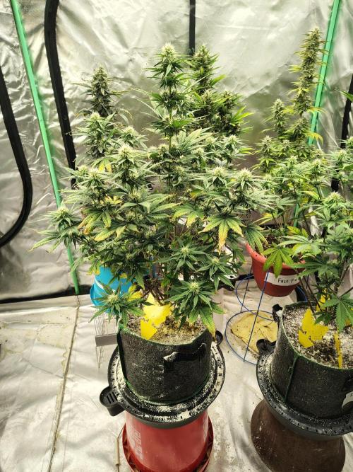 FrostBanger Auto. Week 6