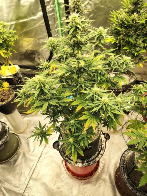 FrostBanger Auto. Week 6