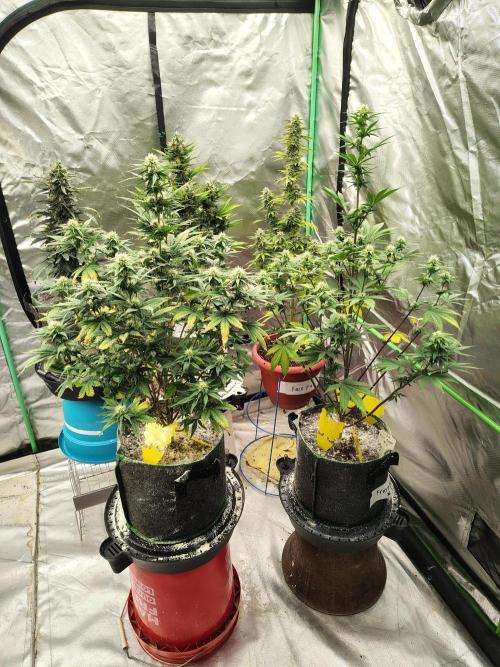 FrostBanger Auto. Week 6