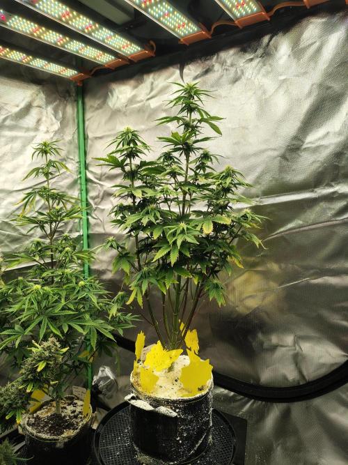 Juicy Blues Auto (Run #2). Week 7