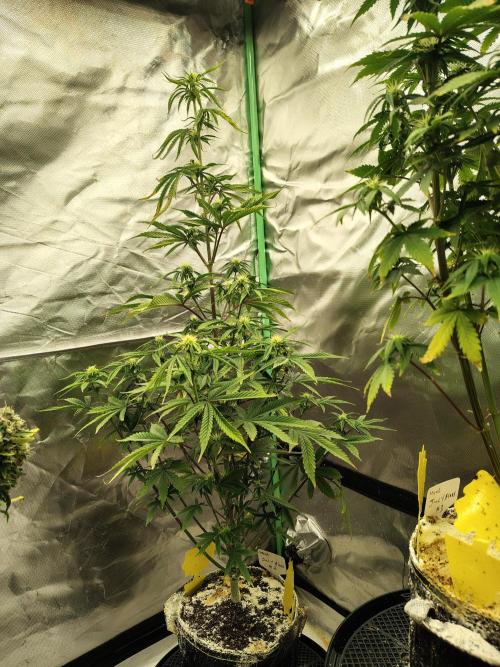 Juicy Blues Auto (Run #2). Week 7