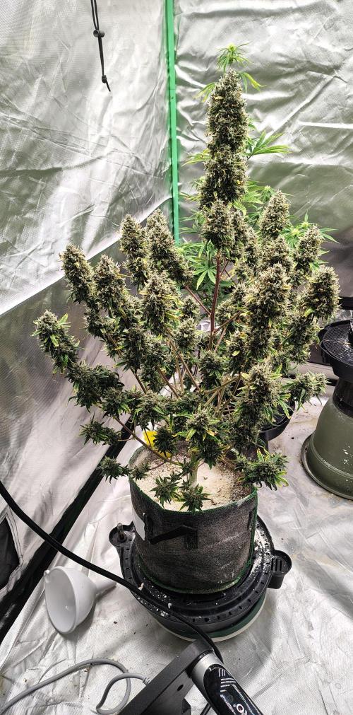 Bourbon Berry. Week 13