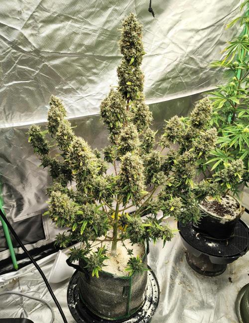 Bourbon Berry. Week 13