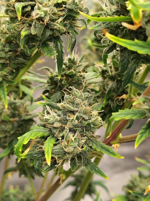 Bourbon Berry. Week 13