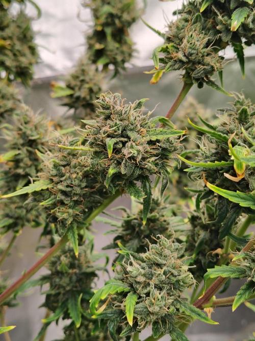 Bourbon Berry. Week 13