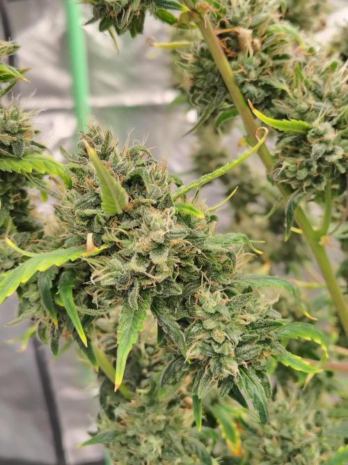 Bourbon Berry. Week 13