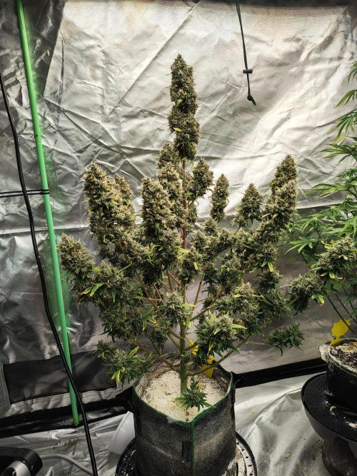 Bourbon Berry. Week 13