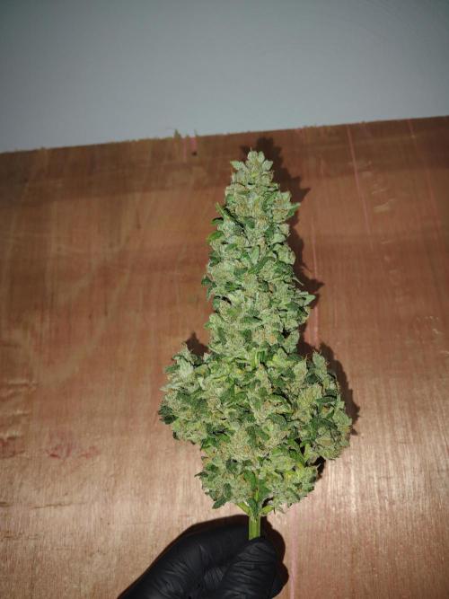 Bourbon Berry. Week 13