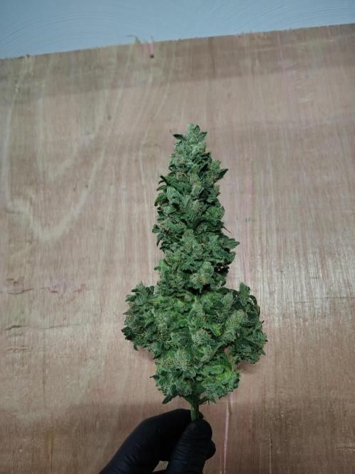 Bourbon Berry. Week 13