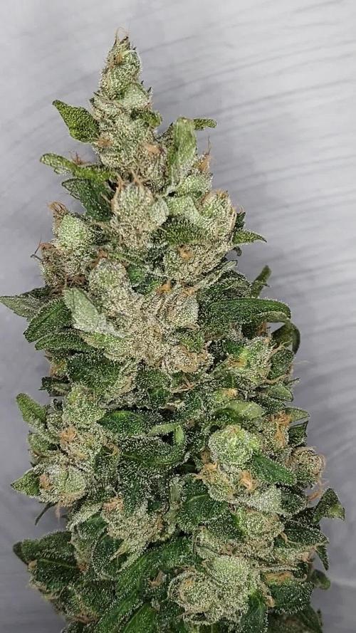 Bourbon Berry
