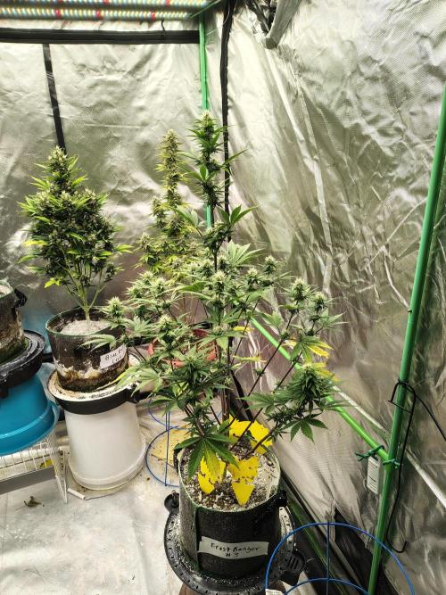 FrostBanger Auto. Week 6