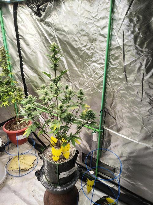 FrostBanger Auto. Week 6