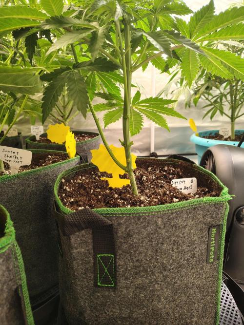 Mango Sherb S1. Week 4