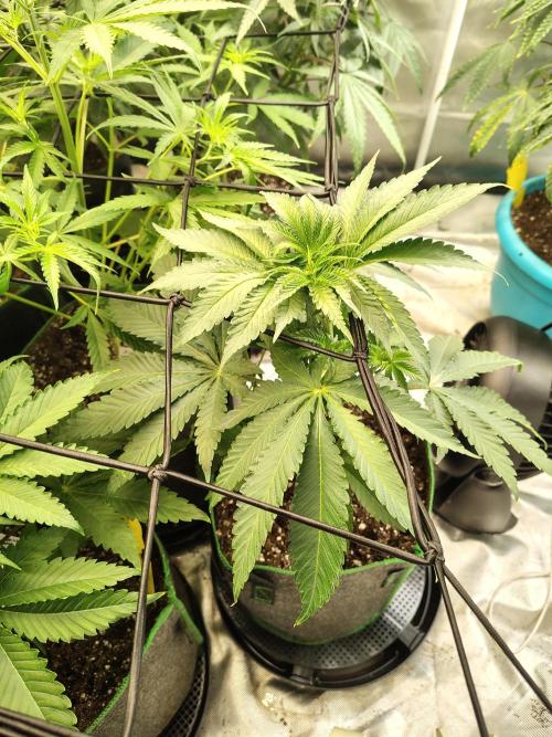 Mango Sherb S1. Week 4