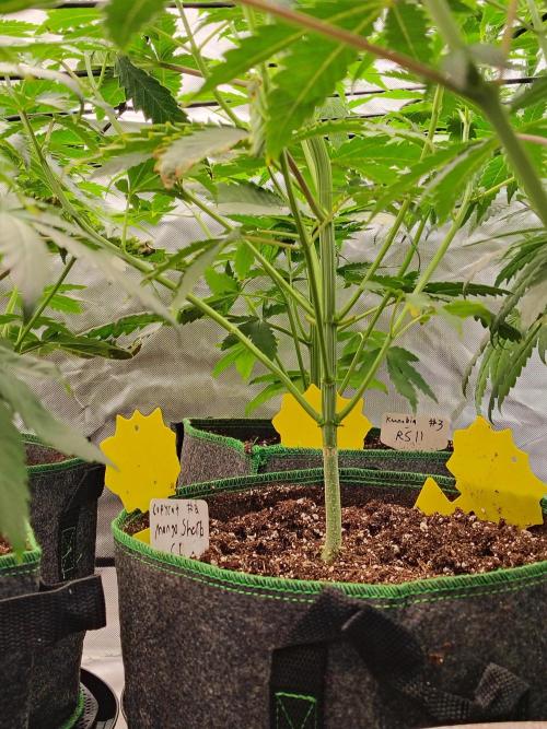 Mango Sherb S1. Week 4