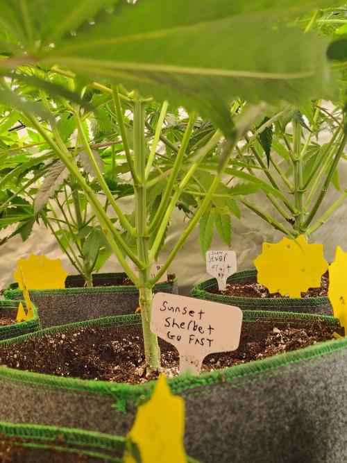 Sunset Sherbet Go Fast. Week 4