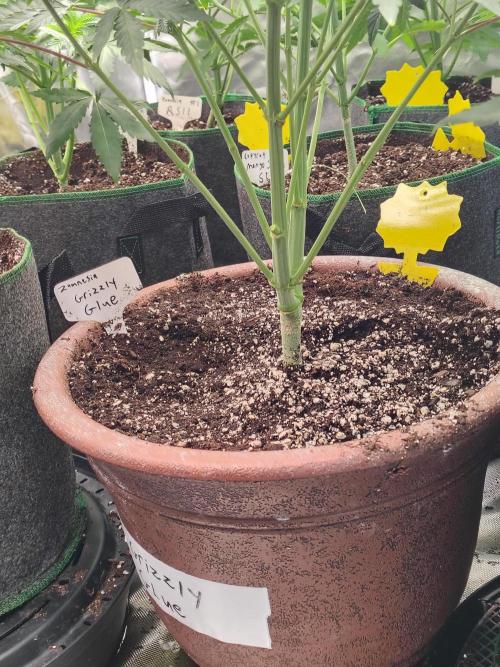 Grizzly Glue. Week 6